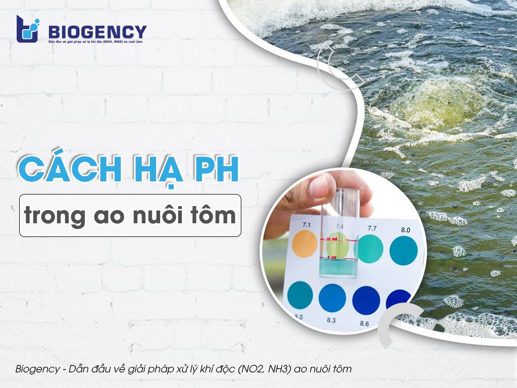 Cách hạ pH trong ao nuôi tôm Biogency