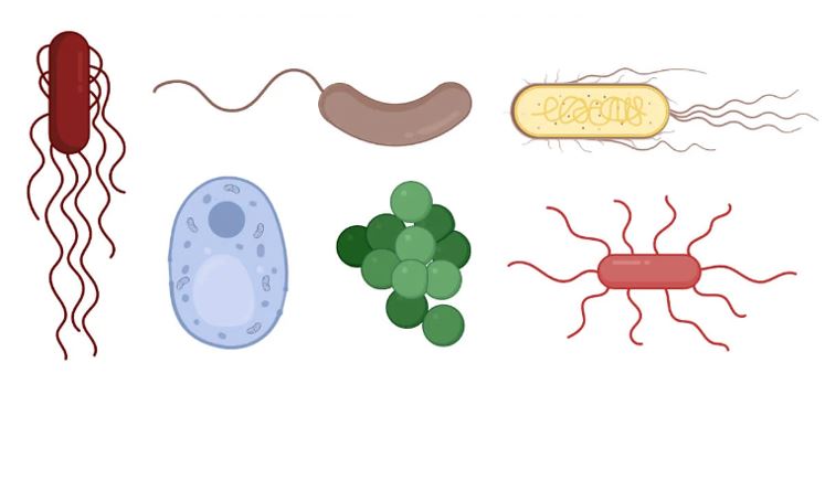 Phân tích vai trò của vi sinh vật trong đời sống con người Biogency