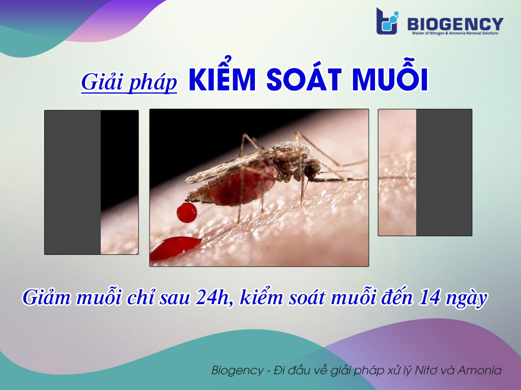 Giải pháp kiểm soát muỗi