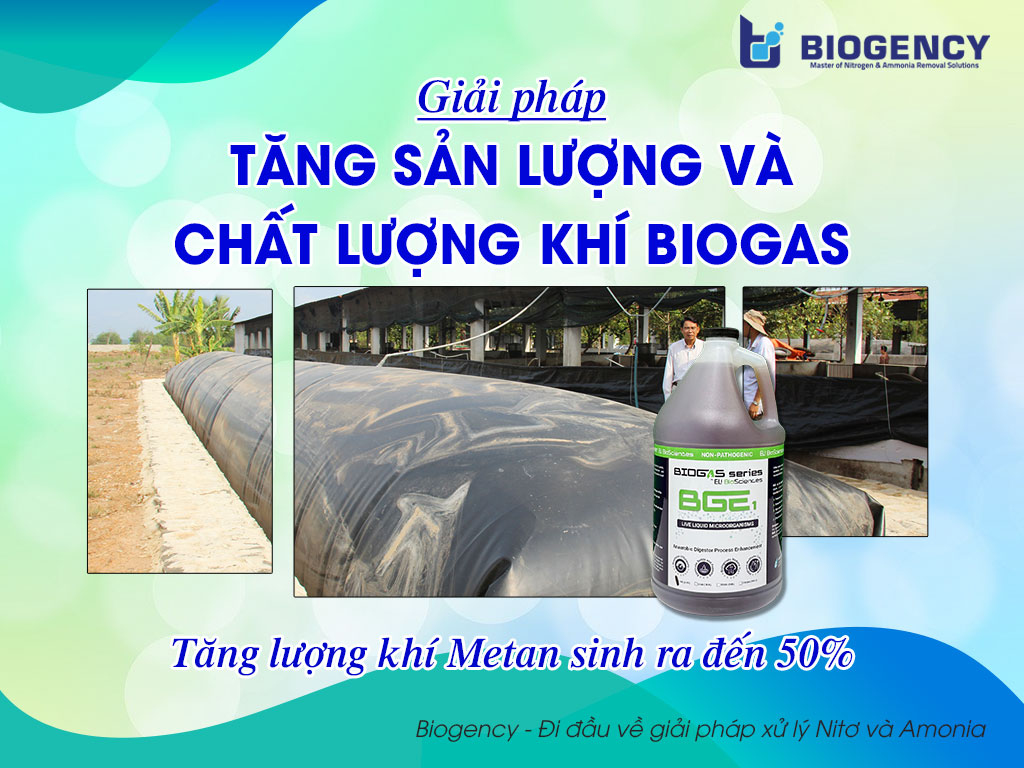 Giải Pháp Tăng Sản Lượng Và Chất Lượng Khí Biogas Giải Pháp Tăng Sản Lượng Và Chất Lượng Khí Biogas