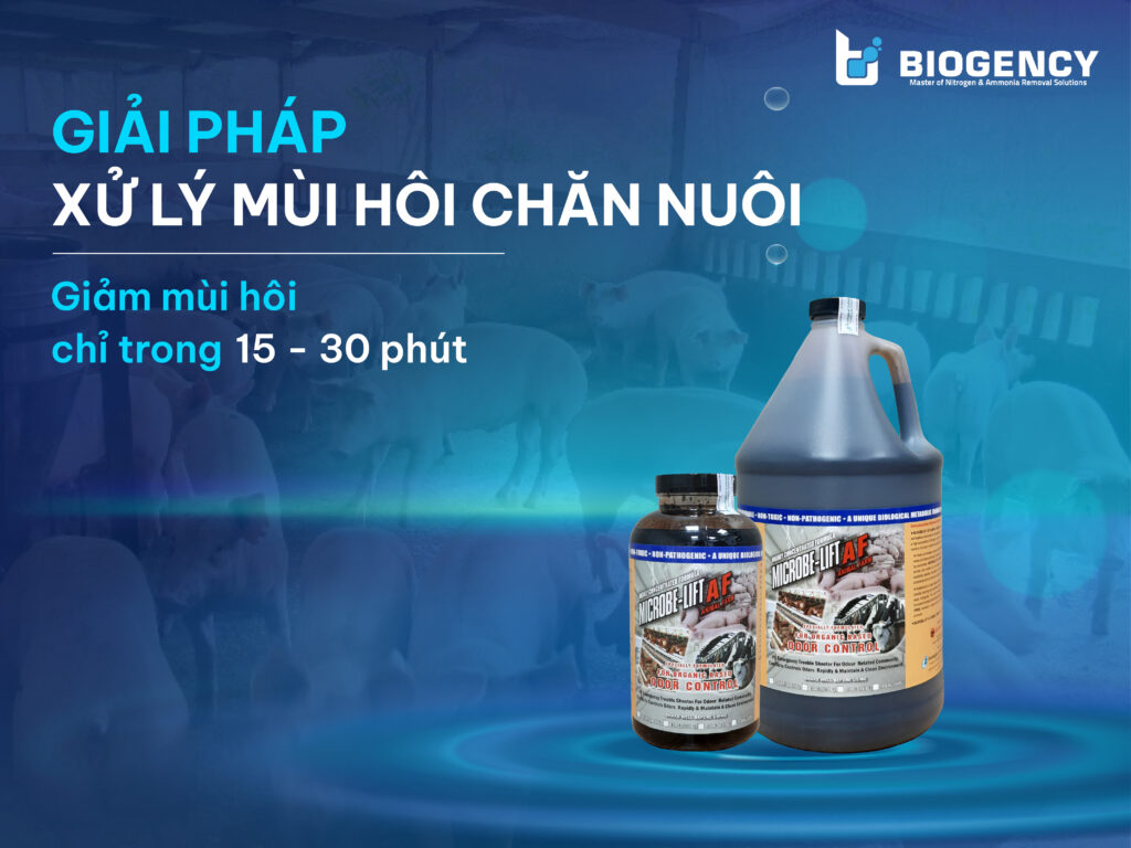 Giải Pháp Xử Lý Mùi Hôi Chăn Nuôi