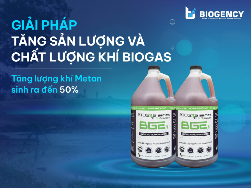 Giải Pháp Tăng Sản Lượng Và Chất Lượng Khí Biogas
