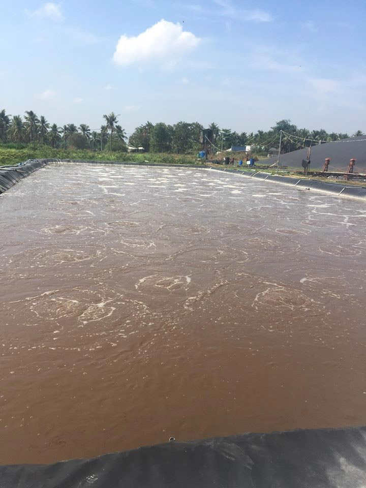 Hệ thống xử lý nước thải chăn nuôi heo