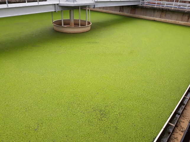 Nước thải chưa xử lý hết N P dẫn đến rêu tảo phát triển