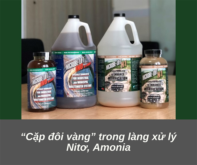 Cặp đôi vàng trong làng xử lý Nitơ và Amonia