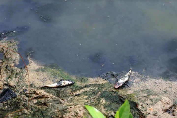 Lượng oxy hòa tan trong nước giảm là nguyên nhân gây chết cá và thủy sinh