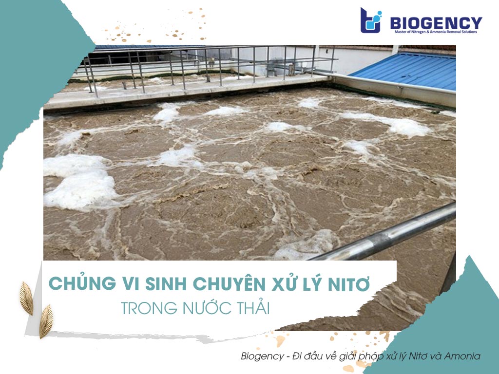 Chủng vi sinh chuyên xử lý Nitơ