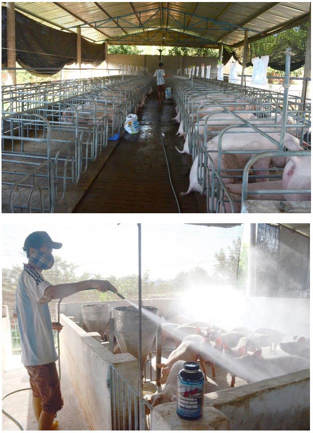 Làm thế nào để khử mùi hôi chuồng trại nuôi heo? Làm thế nào để khử mùi hôi chuồng trại nuôi heo?