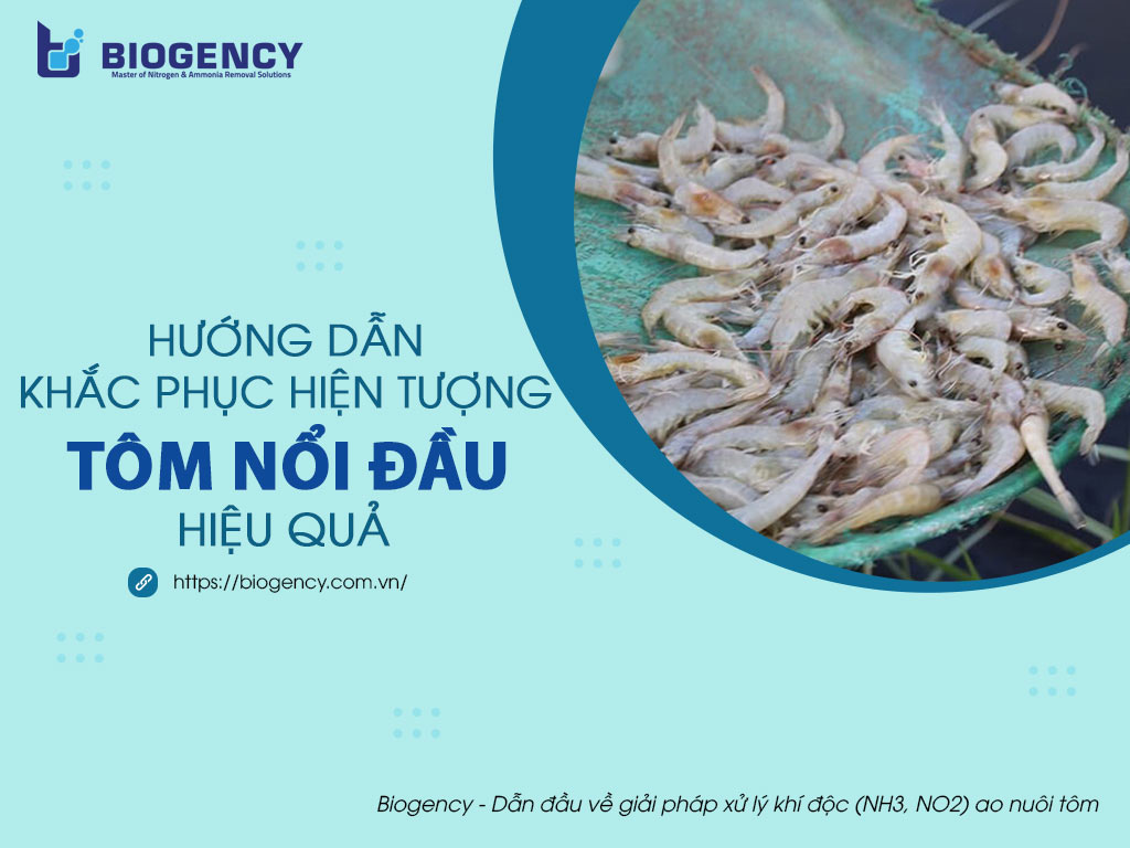 Hướng dẫn cách khắc phục hiện tượng TÔM NỔI ĐẦU hiệu quả