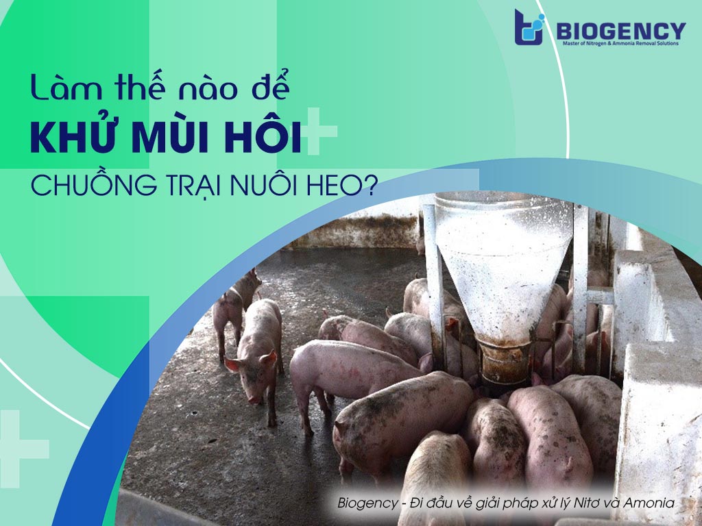 Làm thế nào để khử mùi hôi chuồng trại nuôi heo?