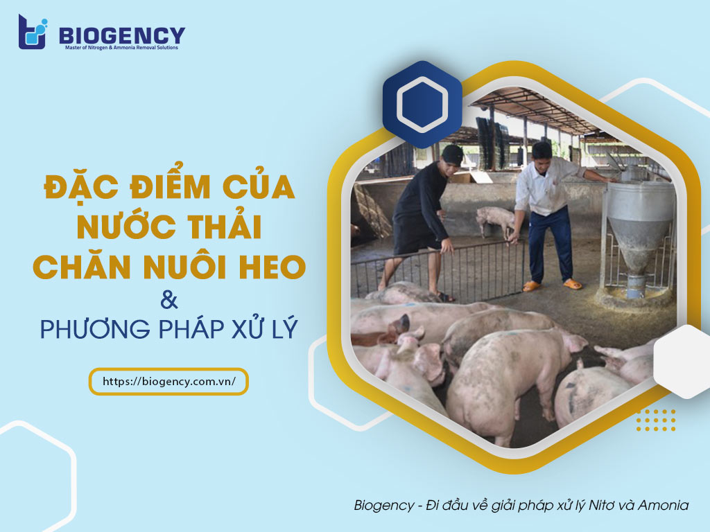 Nước thải chăn nuôi heo: Đặc điểm & Phương pháp xử lý
