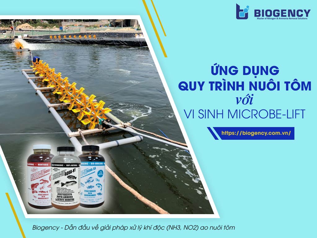 Ứng dụng quy trình nuôi tôm với vi sinh Microbe-Lift như thế nào cho hiệu quả?