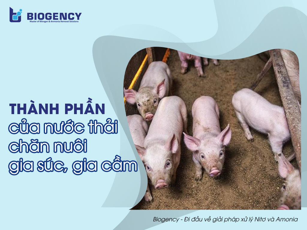 Thành phần của nước thải chăn nuôi gia súc, gia cầm