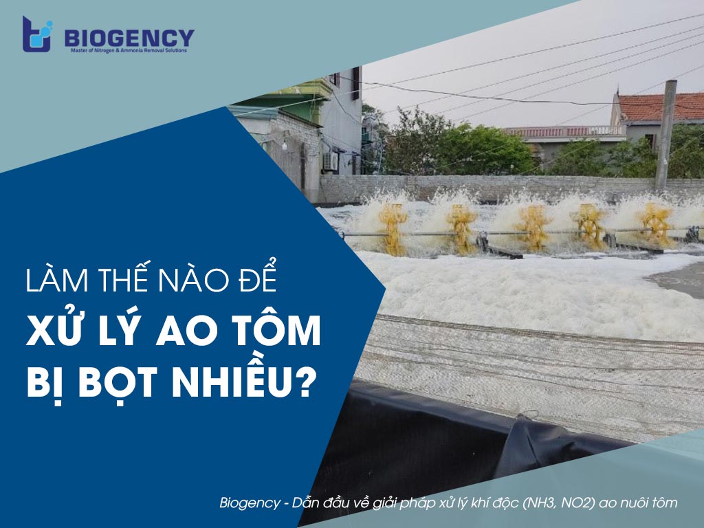 Xử lý ao tôm bị bọt nhiều như thế nào?
