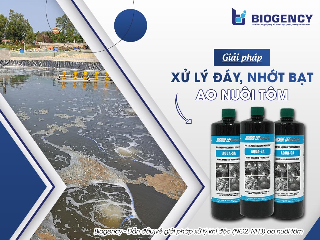 Giải Pháp Xử Lý Đáy Ao Nuôi Tôm