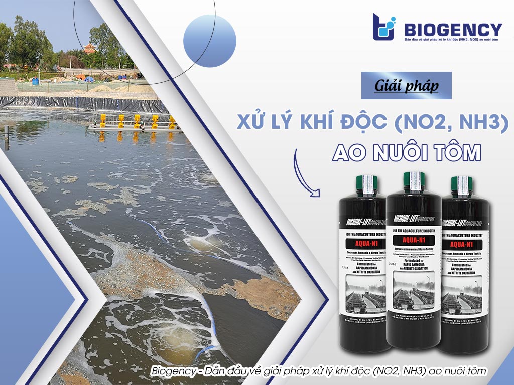 Giải Pháp Xử Lý Khí Độc (NO2, NH3) Ao Nuôi Tôm
