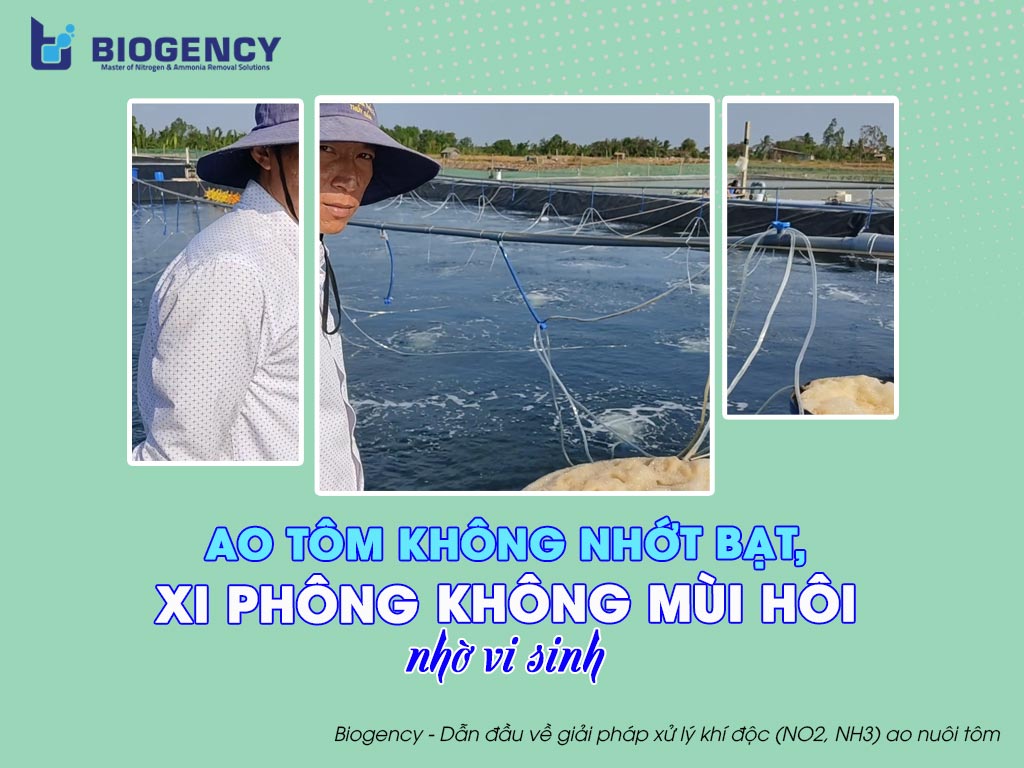 Ao tôm không nhớt bạt, xi phông không có mùi hôi nhờ vi sinh Microbe-Lift