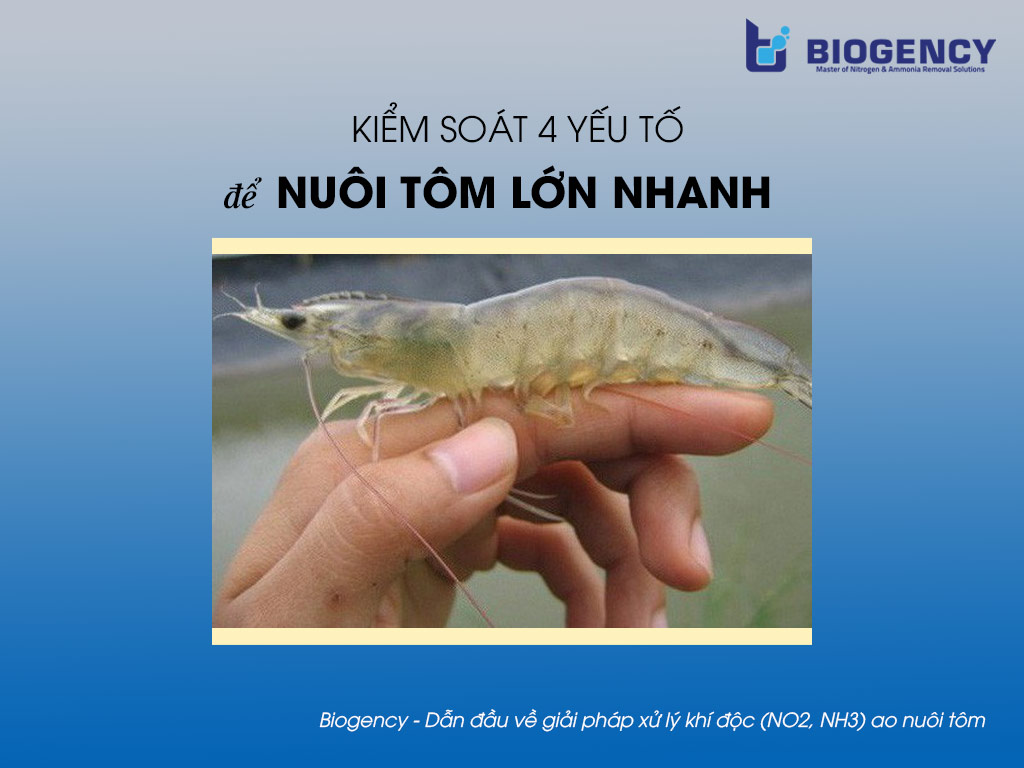 Nuôi tôm lớn nhanh với 4 yếu tố: Tôm giống, thức ăn, chất lượng nước và dịch bệnh