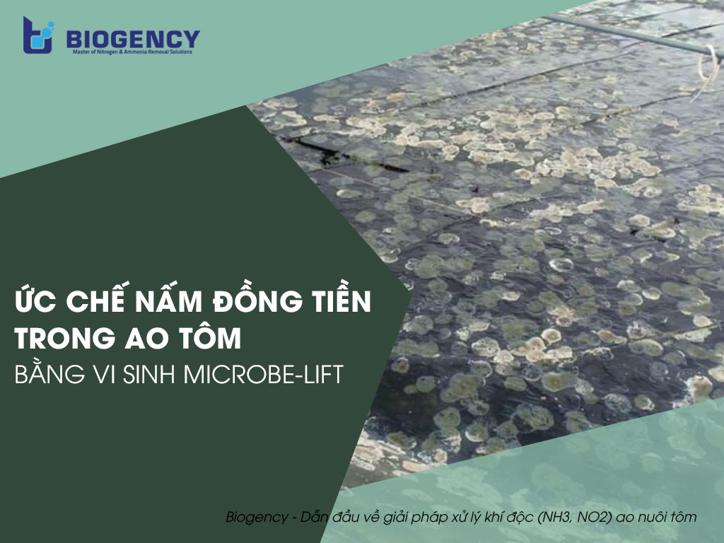 Ức chế nấm đồng tiền trong ao tôm bằng vi sinh Microbe-Lift