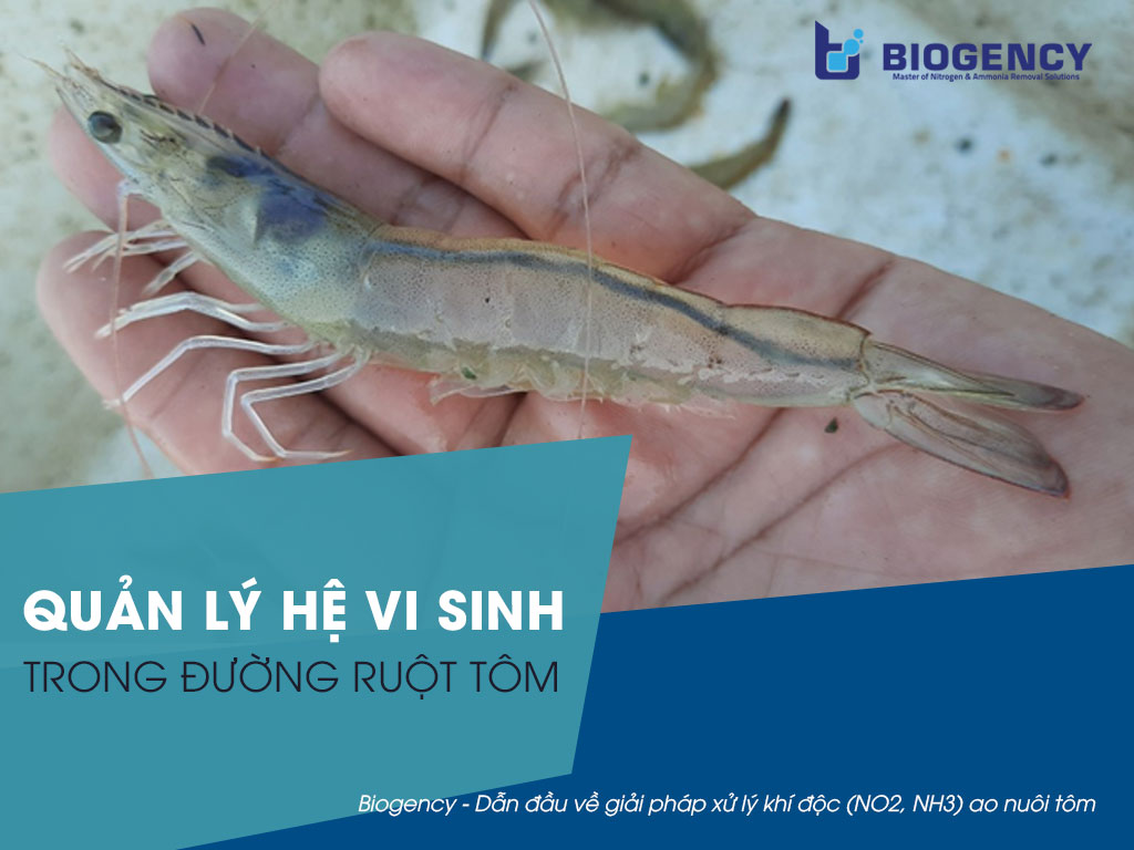 Quản lý hệ vi sinh trong đường ruột tôm