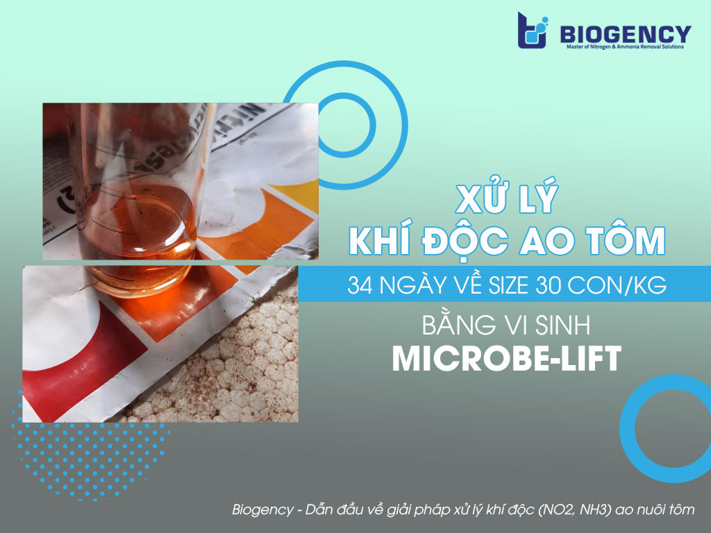 Xử lý khí độc ao tôm 34 ngày (NO2=30mg/l) nuôi về size 30 con bằng vi sinh Microbe-Lift
