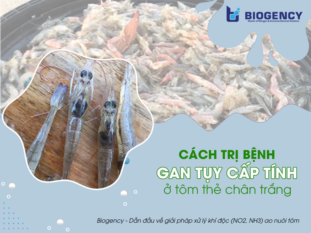 Cách trị bệnh gan tụy cấp tính ở tôm thẻ chân trắng