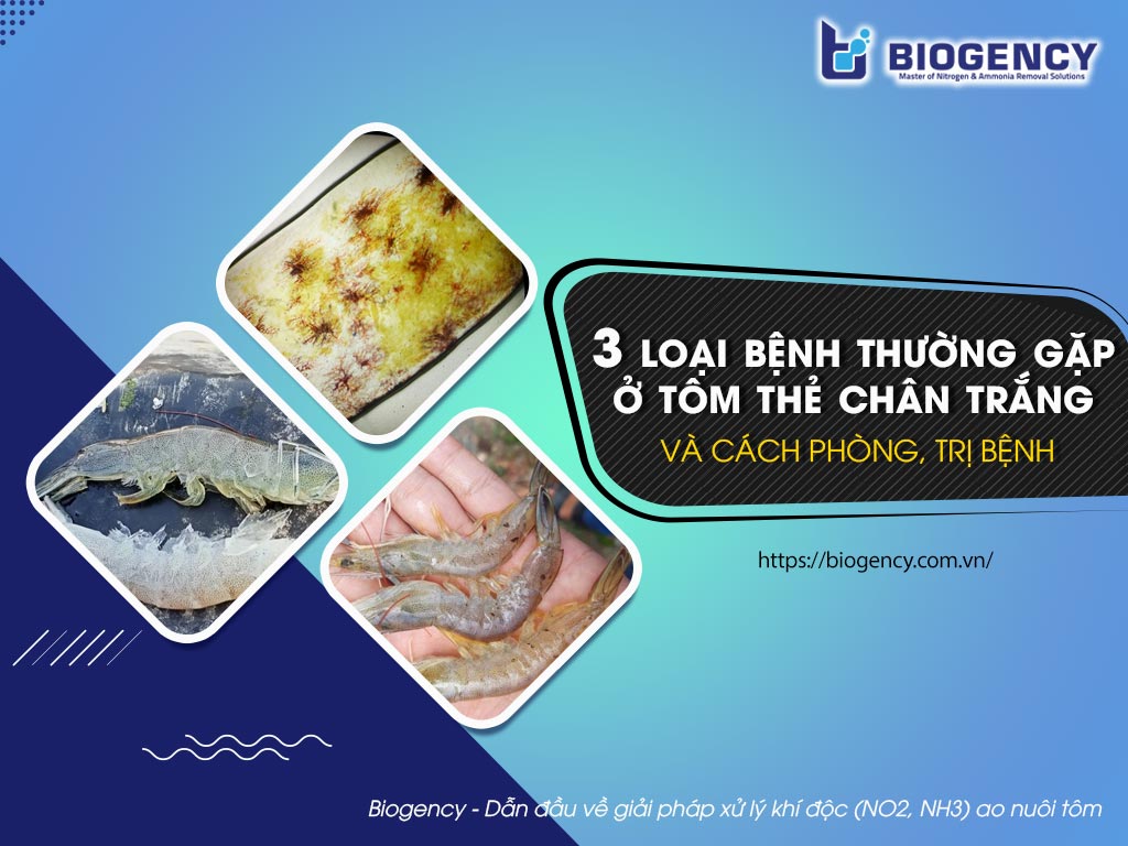 3 loại bệnh thường gặp ở tôm thẻ chân trắng (viêm ruột, cụt râu, đốm đen) và cách phòng, trị bệnh