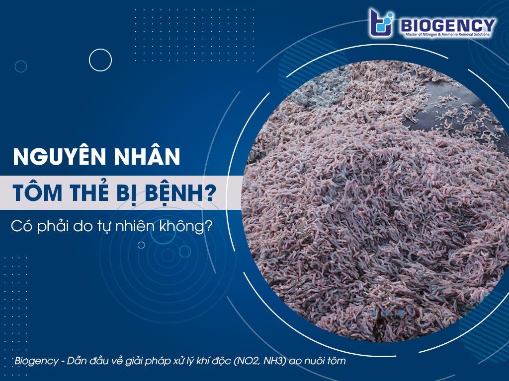 Nguyên nhân tôm thẻ bị bệnh
