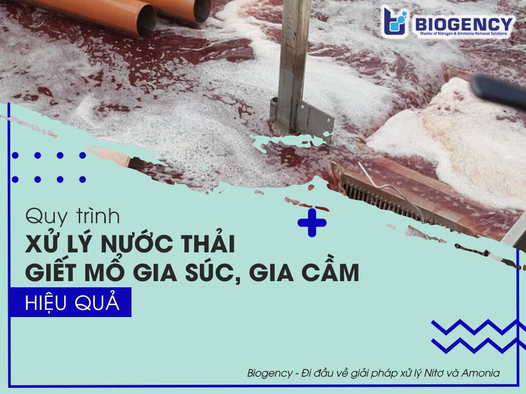 Quy trình xử lý nước thải giết mổ gia súc, gia cầm hiệu quả