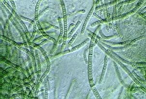 Schizothrix calcicola