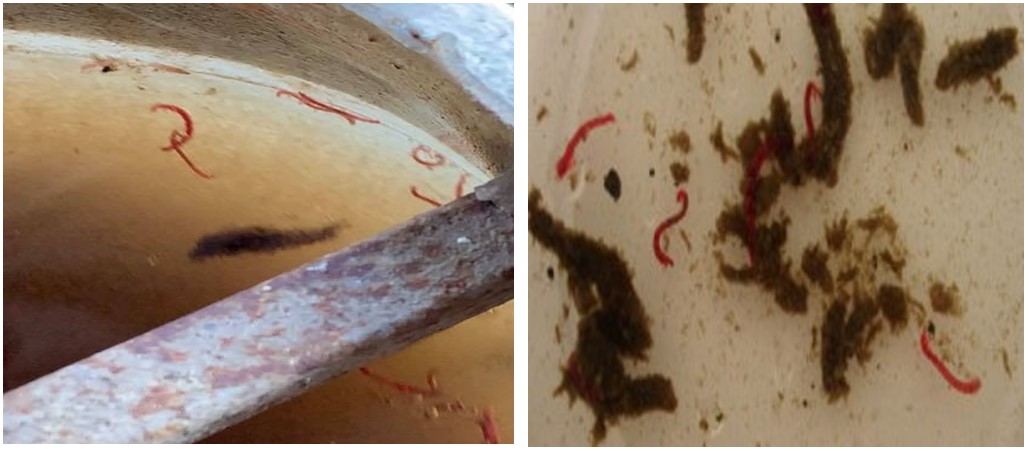 Trùng đỏ xuất hiện trong bể hiếu khí của hệ thống xử lý nước thải sinh hoạt