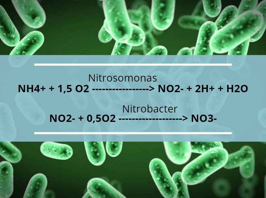 Vi khuẩn Nitrobacter xử lý Nitơ bằng cách nào?