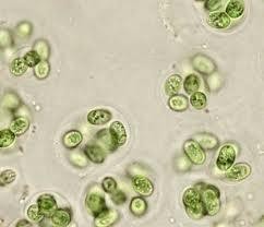 Oocystis marssonii