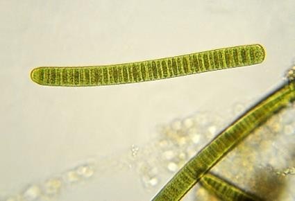 Oscillatoria bateria