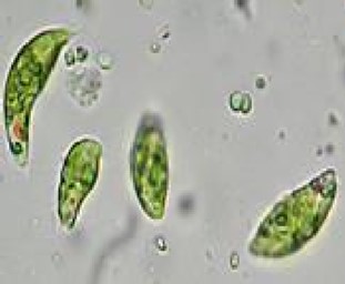 Euglena