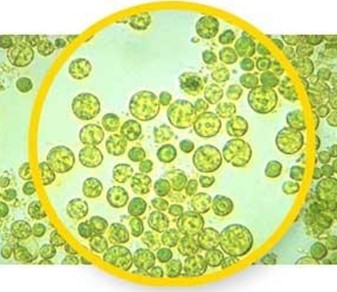 Chlorella sp