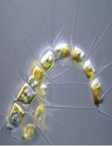 Chaetoceros calcitrans