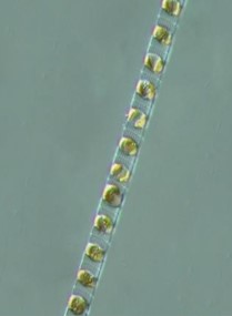 Skeletonema costatum