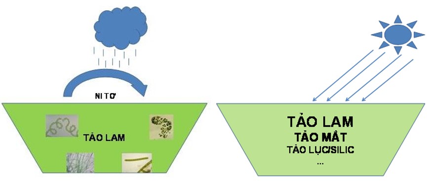 Tảo trong ao tôm: Nguồn gốc xuất hiện & Cách quản lý Tảo trong ao tôm: Nguồn gốc xuất hiện & Cách quản lý