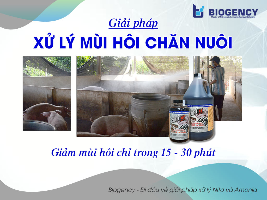 Giải pháp xử lý mùi hôi chăn nuôi