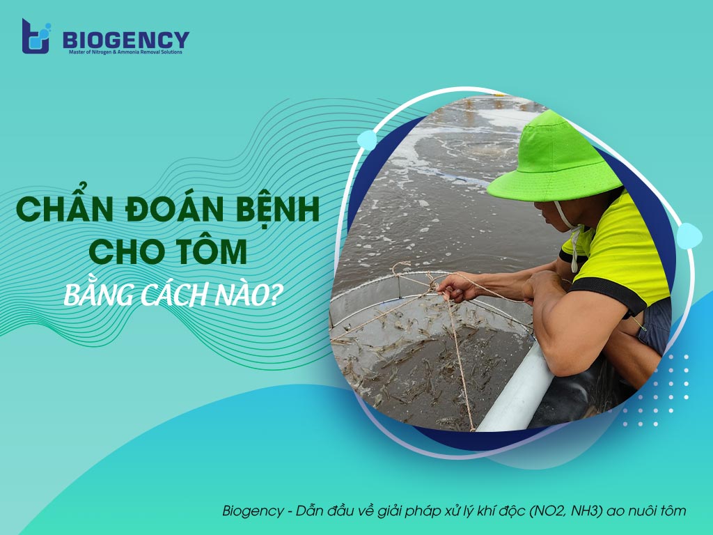 Chẩn đoán bệnh cho tôm bằng cách nào?