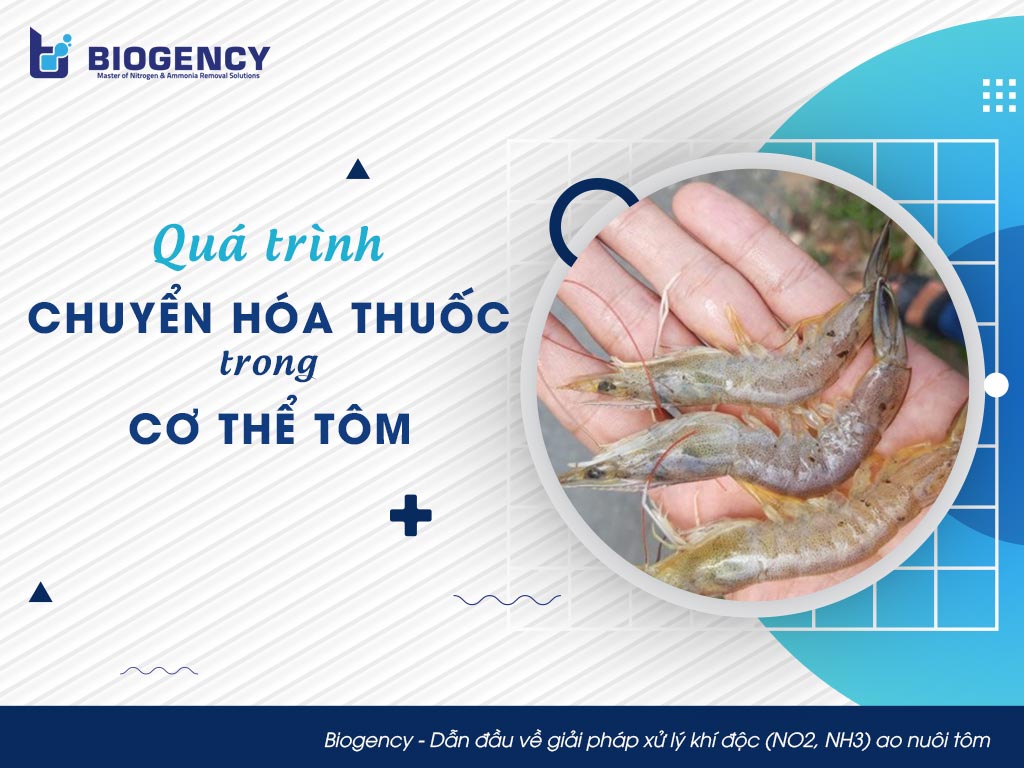 Quá trình chuyển hóa thuốc trong cơ thể tôm