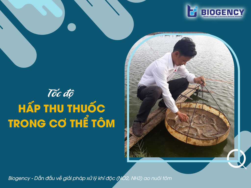 Tốc độ hấp thu thuốc trong cơ thể tôm ảnh hưởng bởi các yếu tố nào?