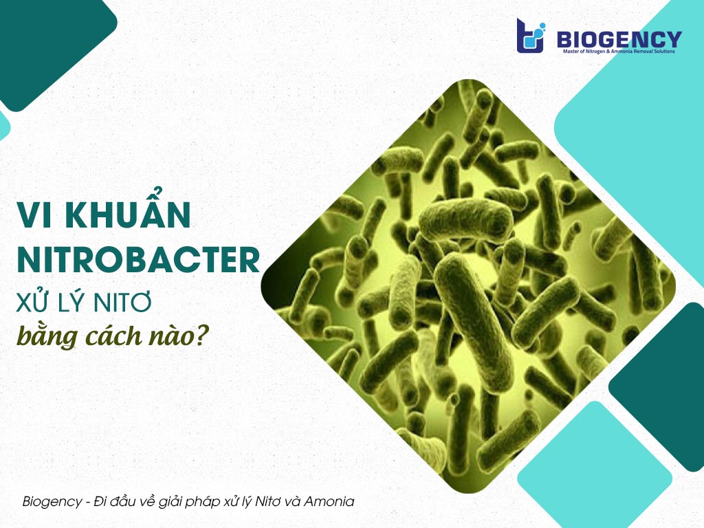 Vi khuẩn Nitrobacter xử lý Nitơ bằng cách nào?
