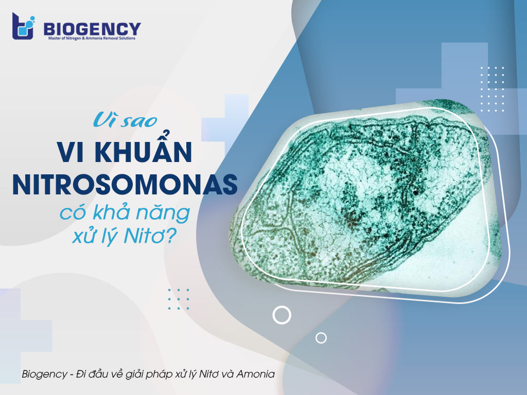 Vi khuẩn nitrosomonas