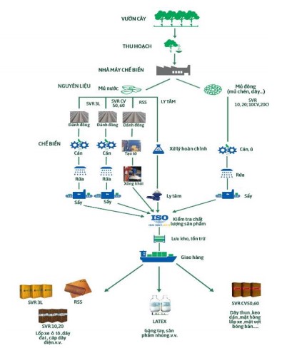 Quy trình chế biến mủ cao su