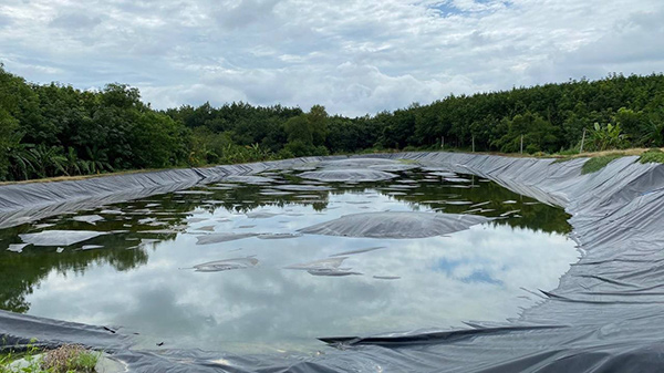Hồ thu gom nước thải từ nhà máy chế biến cao su