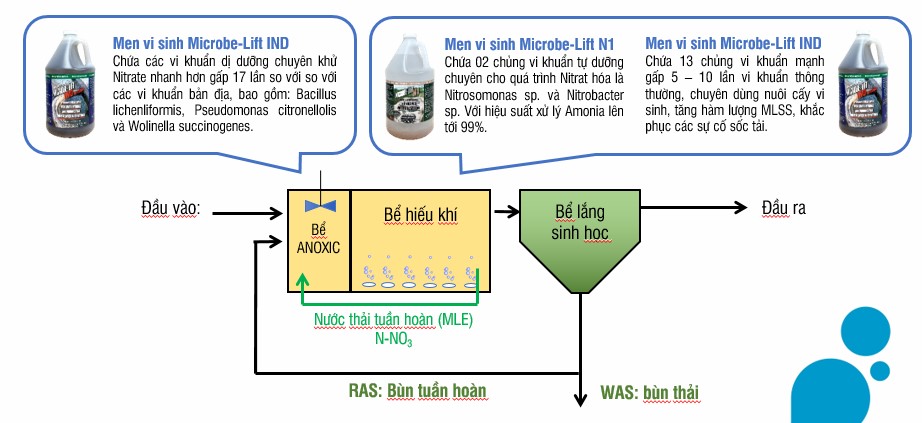 Men vi sinh xử lý Nitơ