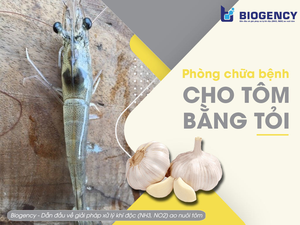 Phòng chữa bệnh cho tôm bằng tỏi