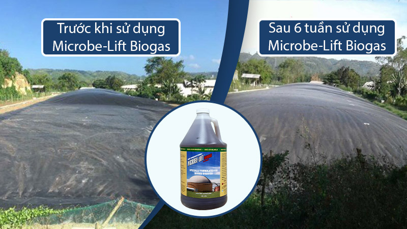 Hầm Biogas trước và sau khi dùng vi sinh Microbe-Lift BIOGAS